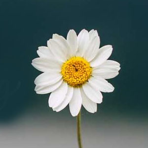 Wishing You A Good Morning