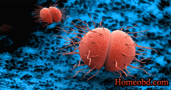 বংশে গণোরিয়ায় ইতিহাস