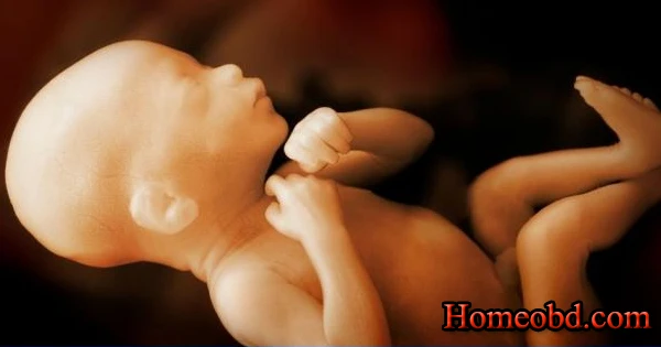 গর্ভস্থ ভ্রুনের নড়াচড়া ও অবস্থান