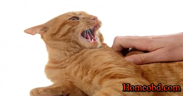 ইঁদুর/বিড়াল কামড়াইলে