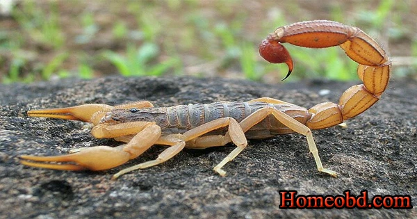 কাকড়া -বিছার দংশন