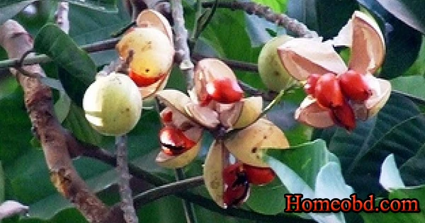 মুকুলে বিনাশ