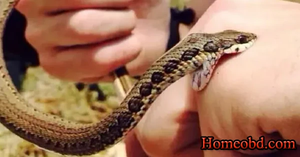 সর্প দংশন ও অন্যান্য